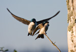 Tree Swallows